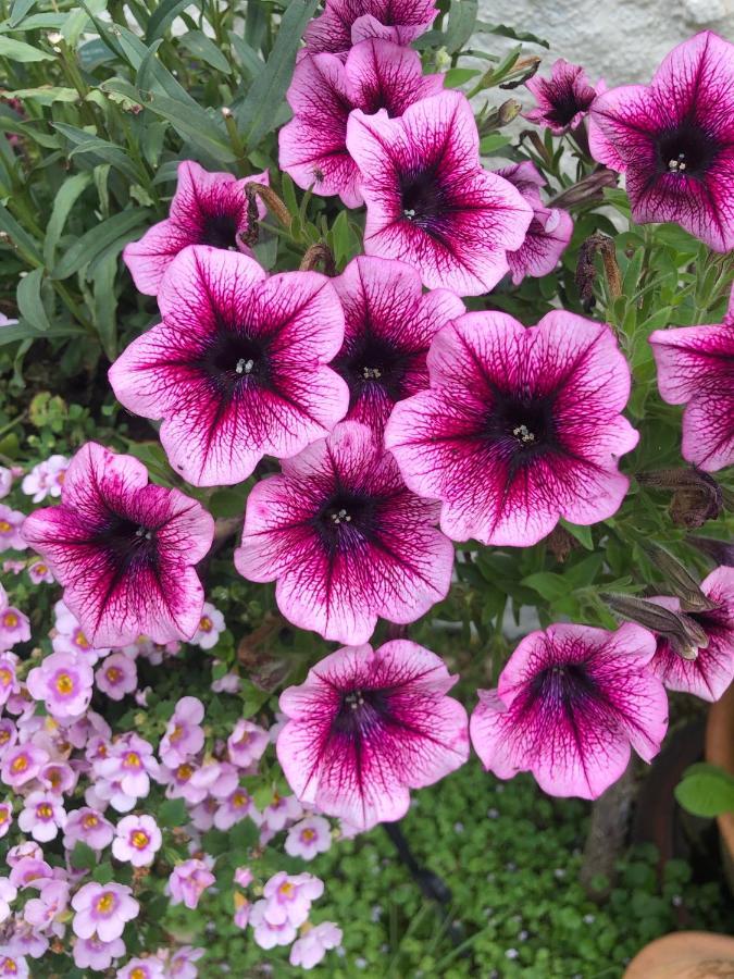 לינה וארוחת בוקר Verwood Chaseborough Farm מראה חיצוני תמונה