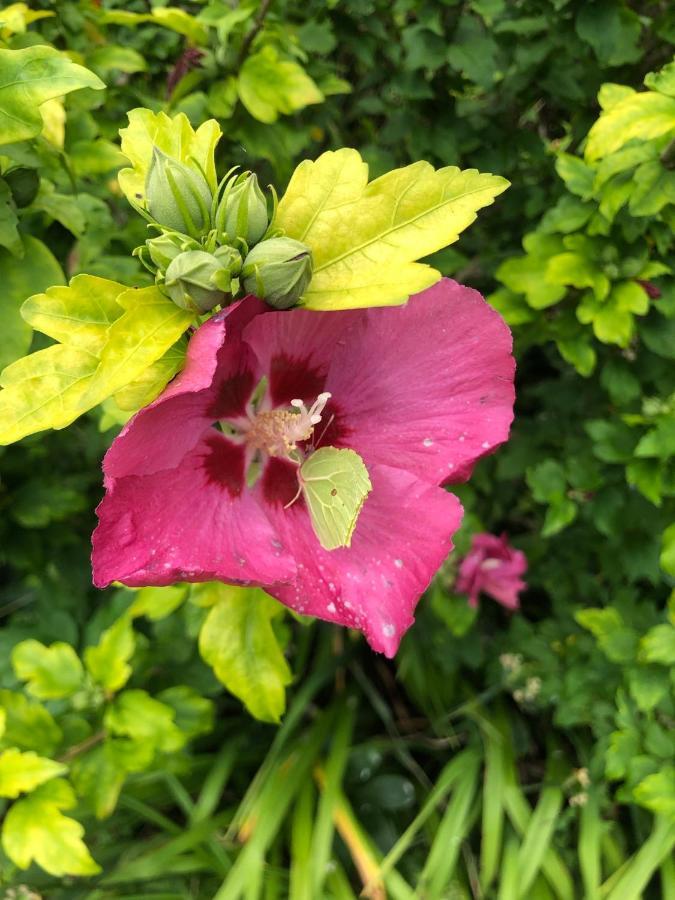 לינה וארוחת בוקר Verwood Chaseborough Farm מראה חיצוני תמונה